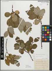 Foto von Salix myrsinifolia Salisb.
